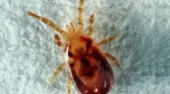 Tipuri de căpușe în apartament și modalități de combatere a acestora